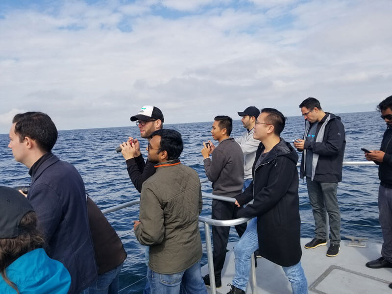 PDFTron team spots an Orca whale